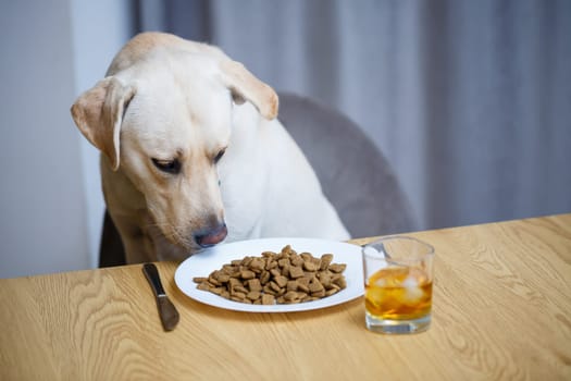 Yellow Labrador Retriever dog posing sitting at a table with goodies. Dog food in a white plate