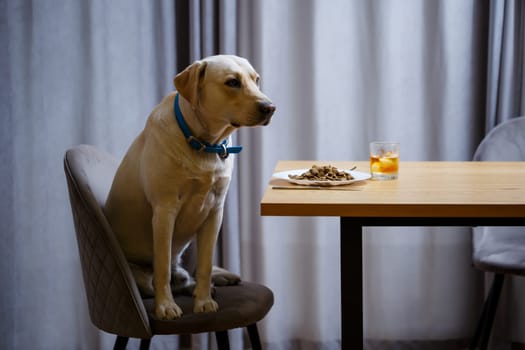 portrait of a business large dog of breed Labrador of light coat, sitting on a chair near the dining table, a plate with food, pets