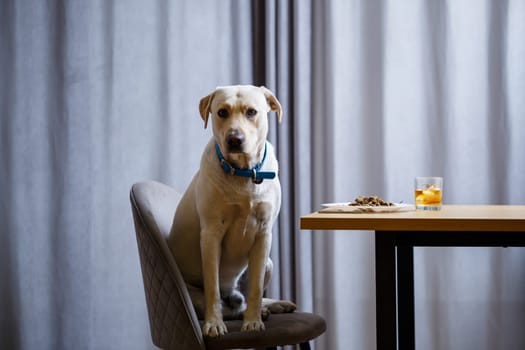 portrait of a business large dog of breed Labrador of light coat, sitting on a chair near the dining table, a plate with food, pets
