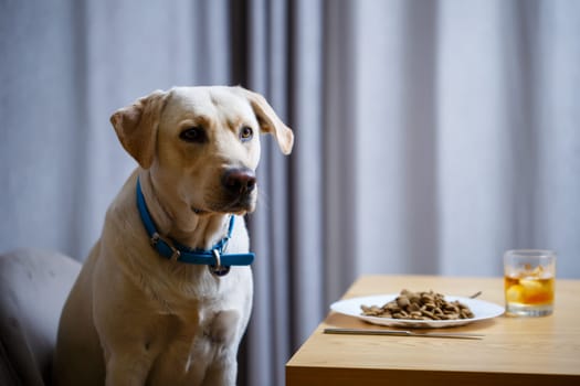portrait of a business large dog of breed Labrador of light coat, sitting on a chair near the dining table, a plate with food, pets