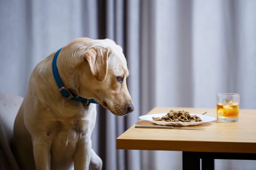Yellow Labrador Retriever dog posing sitting at a table with goodies. Dog food in a white plate