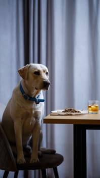 portrait of a business large dog of breed Labrador of light coat, sitting on a chair near the dining table, a plate with food, pets