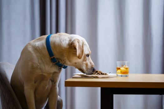 Yellow Labrador Retriever dog posing sitting at a table with goodies. Dog food in a white plate