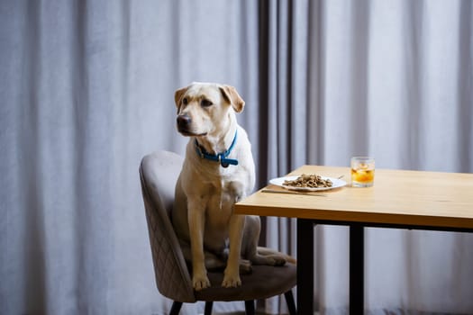 portrait of a business large dog of breed Labrador of light coat, sitting on a chair near the dining table, a plate with food, pets