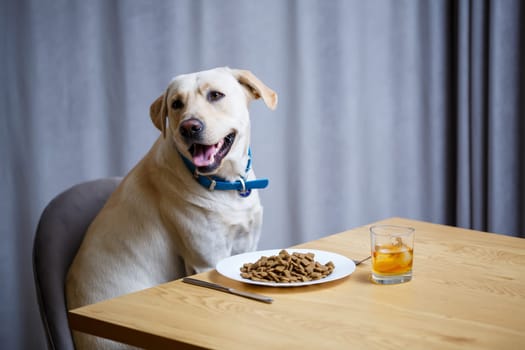 portrait of a business large dog of breed Labrador of light coat, sitting on a chair near the dining table, a plate with food, pets