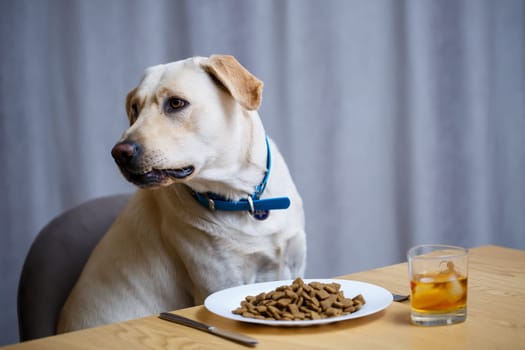 portrait of a business large dog of breed Labrador of light coat, sitting on a chair near the dining table, a plate with food, pets