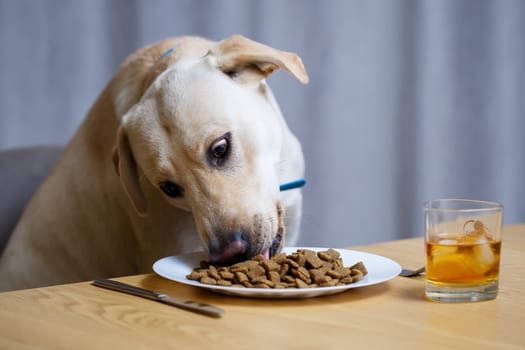 Yellow Labrador Retriever dog posing sitting at a table with goodies. Dog food in a white plate