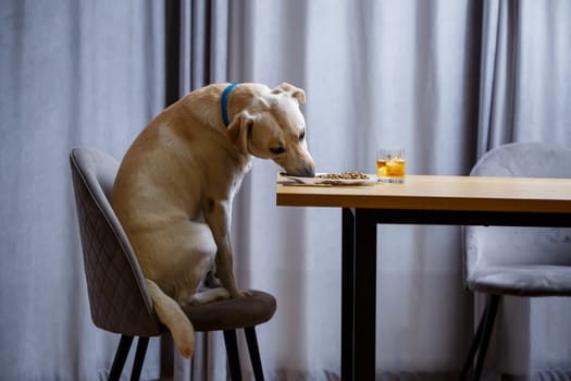 Yellow Labrador Retriever dog posing sitting at a table with goodies. Dog food in a white plate