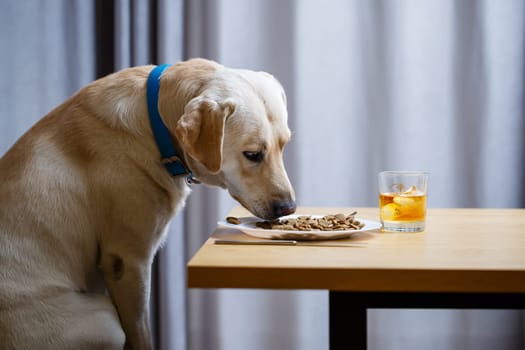 The dog wants food on a plate, but does not have permission from its owner. And since he understands what the word NO means, he does not touch food