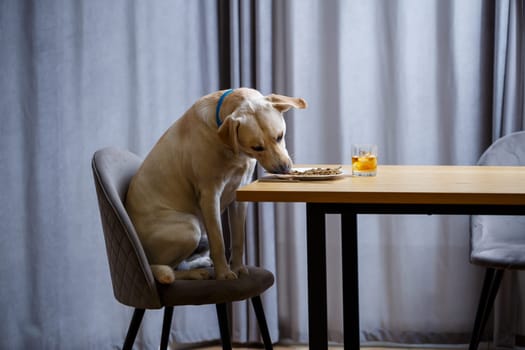 The dog wants food on a plate, but does not have permission from its owner. And since he understands what the word NO means, he does not touch food