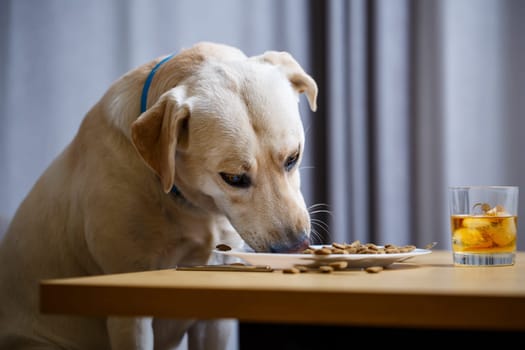 Cute dog eats food from a plate. Labrador is sitting on a chair at the table and eating dog food