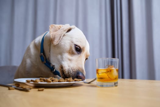 Cute dog eats food from a plate. Labrador is sitting on a chair at the table and eating dog food
