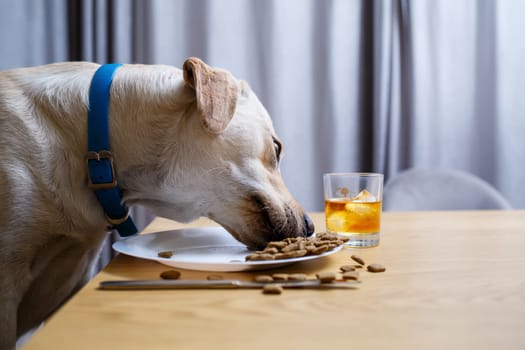 Cute dog eats food from a plate. Labrador is sitting on a chair at the table and eating dog food