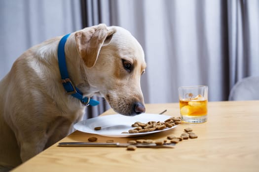 Cute dog eats food from a plate. Labrador is sitting on a chair at the table and eating dog food