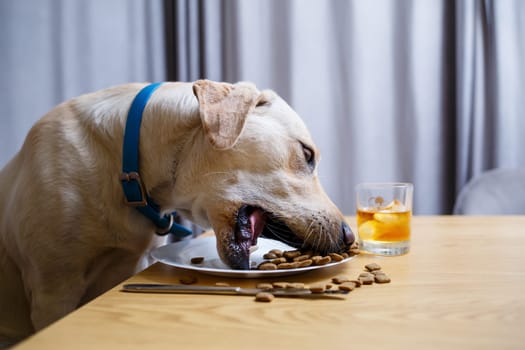 Cute dog eats food from a plate. Labrador is sitting on a chair at the table and eating dog food