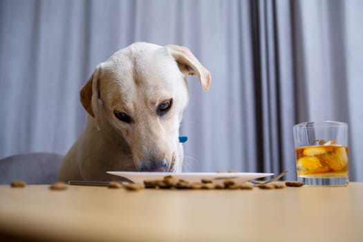 Cute dog eats food from a plate. Labrador is sitting on a chair at the table and eating dog food