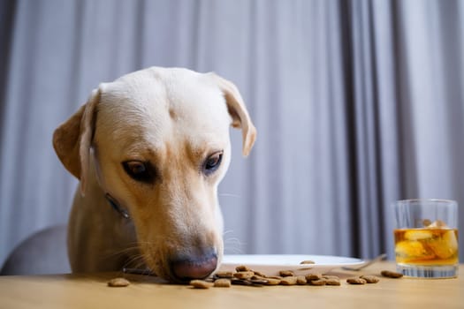 Cute dog eats food from a plate. Labrador is sitting on a chair at the table and eating dog food