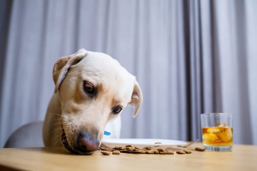 Cute dog eats food from a plate. Labrador is sitting on a chair at the table and eating dog food