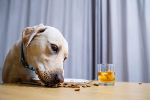 Cute dog eats food from a plate. Labrador is sitting on a chair at the table and eating dog food