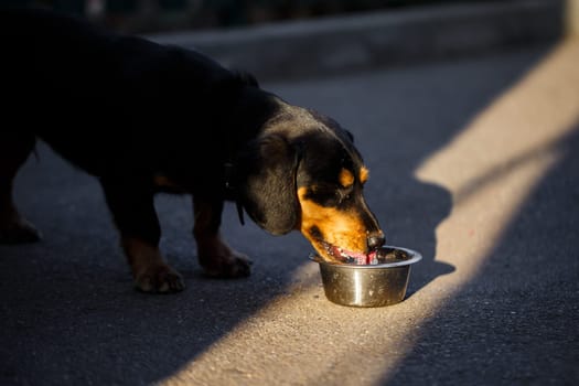 A domestic dog drinks water from a plate while walking on the street, a dachshund is walking.