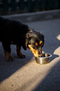 A domestic dog drinks water from a plate while walking on the street, a dachshund is walking.