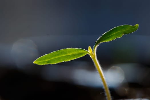 Home growing greens, sprouted branch with leaves from the ground at home. microgreen