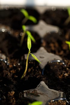 Home growing greens, sprouted branch with leaves from the ground at home. microgreen