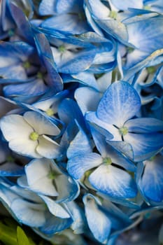 Live beautiful flowers close-up. Flowers with large petals