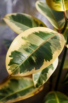 Green leaves texture, green plants in the garden close-up. home plant flowerpot