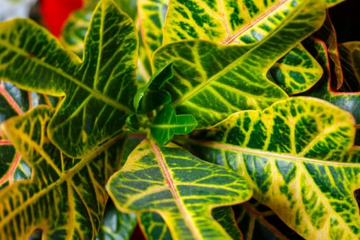 Green leaves texture, green plants in the garden close-up. home plant flowerpot