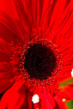 Live beautiful flowers close-up. Flowers with large petals