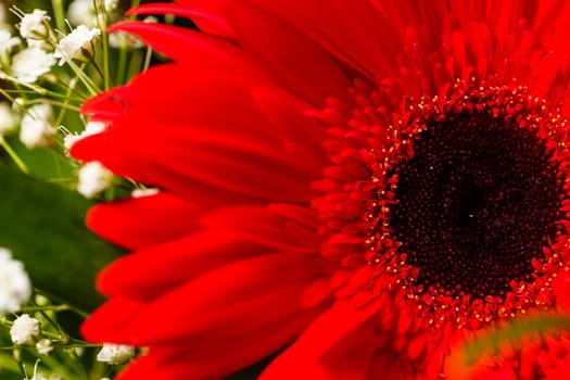 Live beautiful flowers close-up. Flowers with large petals
