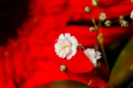 Live beautiful flowers close-up. Flowers with large petals