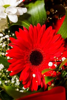Live beautiful flowers close-up. Flowers with large petals