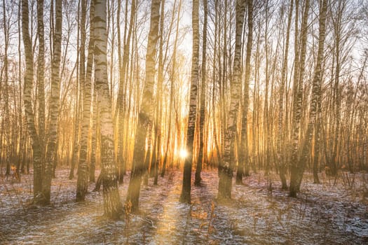 Sunset or sunrise in a birch grove with a first winter snow on earth. Rows of birch trunks with the sun's rays passing through them.