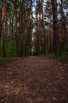 Forest landscape. Beautiful forest nature. Pinery in summer