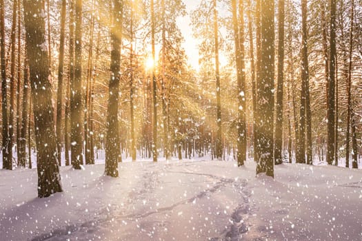 Sunset or sunrise in the winter pine forest with falling snow. Rows of pine trunks with the sun's rays passing through them. Snowfall.