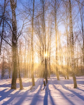 Sunset or sunrise in a birch grove with a winter snow on earth. Rows of birch trunks with the sun's rays passing through them.