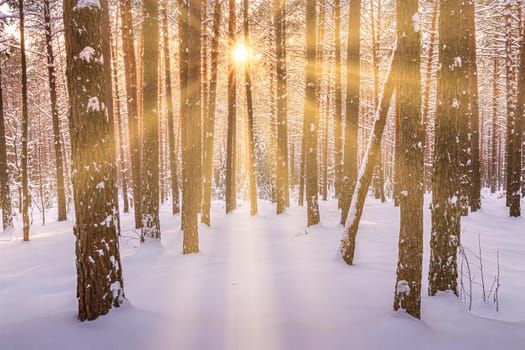 Sunset or sunrise in the winter pine forest covered with a snow. Rows of pine trunks with the sun's rays passing through them. Snowfall.