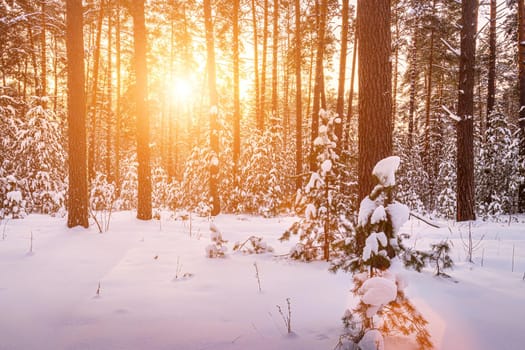 Sunset or sunrise in the winter pine forest covered with a snow. Rows of pine trunks with the sun's rays passing through them. Snowfall.