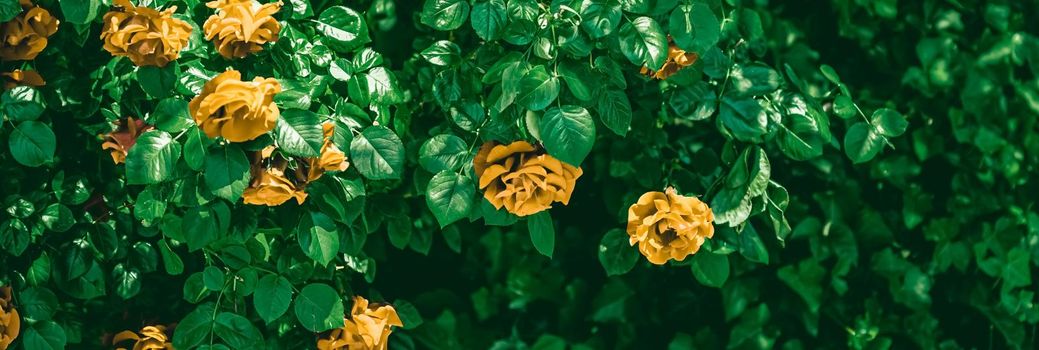 Blooming roses in beautiful flower garden as floral background.