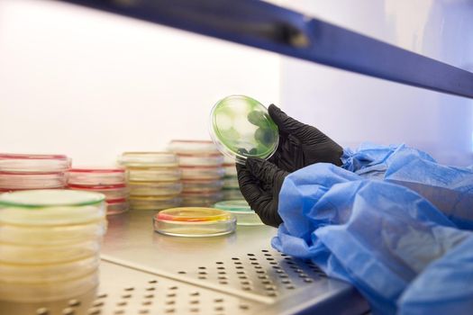 Gloved Hand of a Technician or scientist working holding petri dishes in the microbiology laboratory. Bacterial Culture Media. Microbiologist. Bacteria. High quality photo