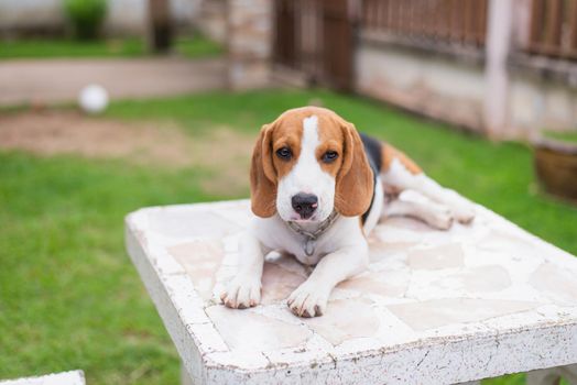 cute beagle on white table