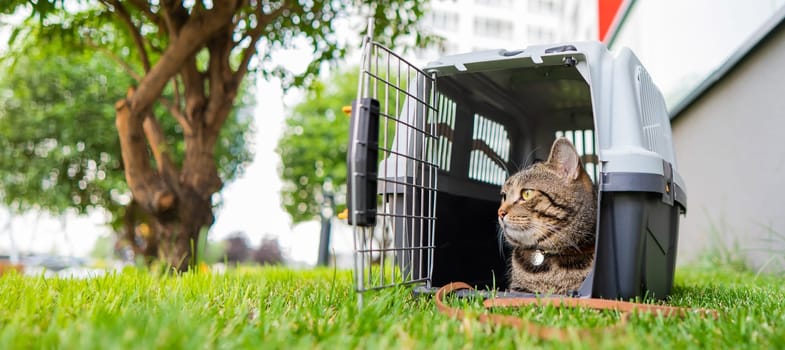 Calm confident gray tabby cat lies in a carrier on green grass outdoors