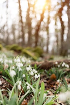 White snowdrops in the early spring in the forest. Beautiful footage of galanthus commonly known as snowdrop.