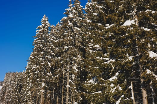Winter snowy trees on the background of the blue sky. Winter landscapes.