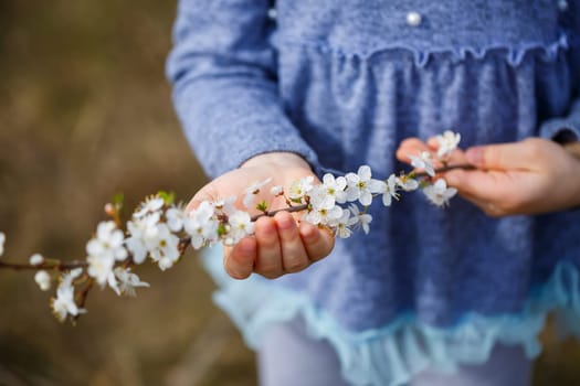 girl holds a branch of blossoming apricots in her hands. Close up of beautiful female hands holding a branch of blossoming fruit tree. delicate spring background. female hands on blurry background