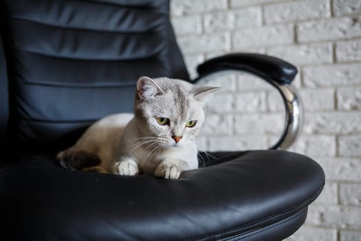 British shorthair cat sitting on the wooden floor and looking to the side