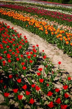 Spring floral background. The symbol of the Netherlands. tulips in the garden. Magical spring landscape with a flower. Amazing tulip field in Holland. tulips in spring.