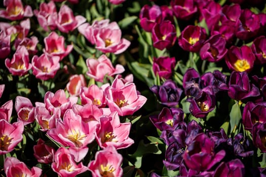 Spring floral background. The symbol of the Netherlands. tulips in the garden. Magical spring landscape with a flower. Amazing tulip field in Holland. tulips in spring.